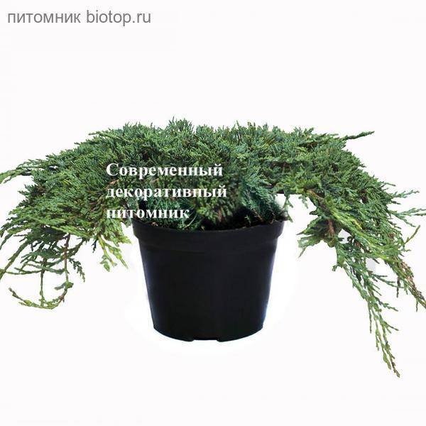 Можжевельник горизонтальный: лучшие сорта, их посадка и правила ухода