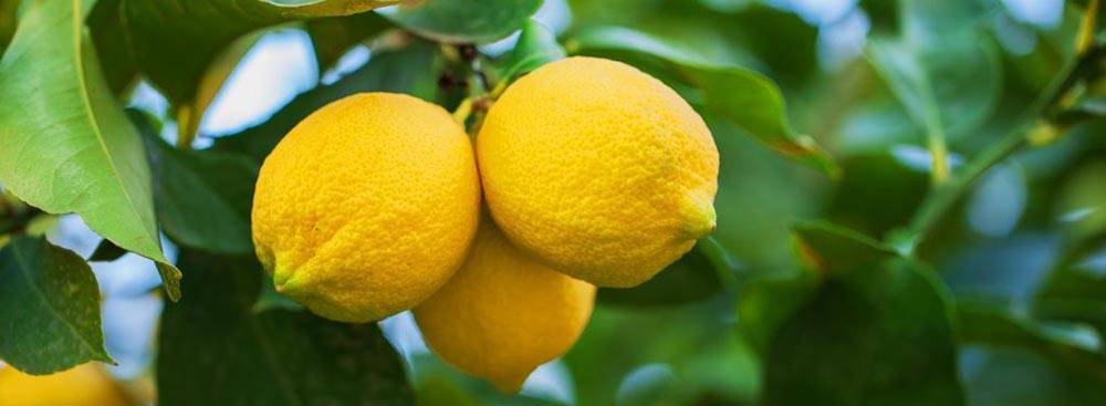 Лимон ташкентский: уход в домашних условиях, описание сорта