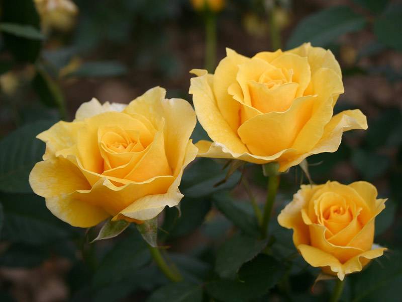 Роза флорибунда голден дримс