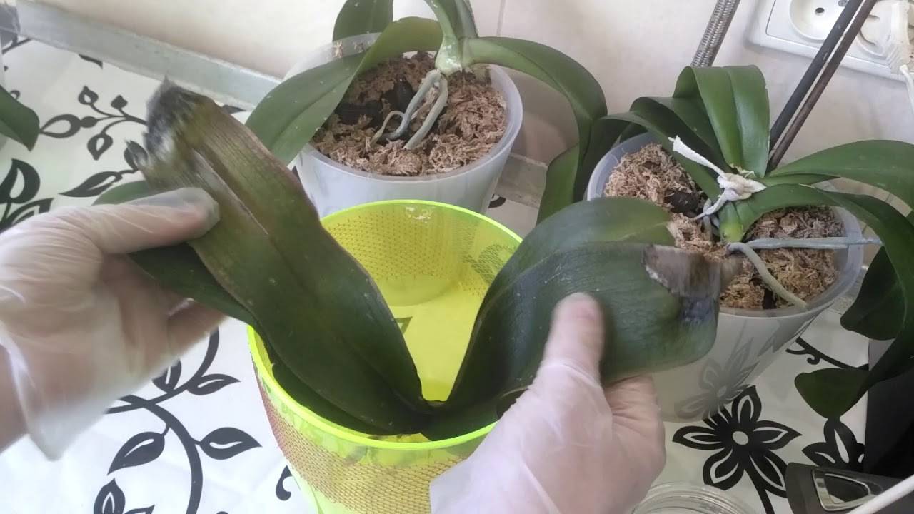 Как нарастить корни у орхидеи над водой: различные способы