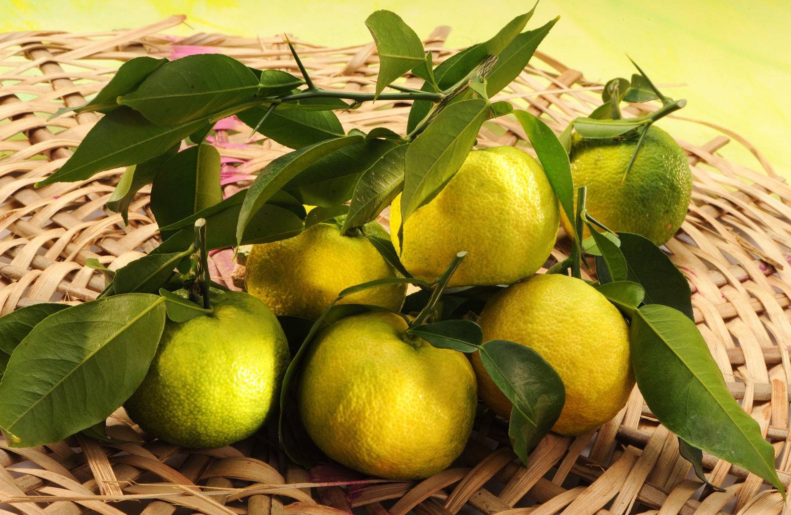 Японский лимон (юзу) – состав и описание продукта с фото; польза и вред; использование фрукта в кулинарии и косметологии
