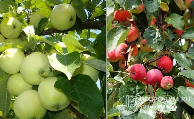 Правила посадки и выращивания яблони китайки