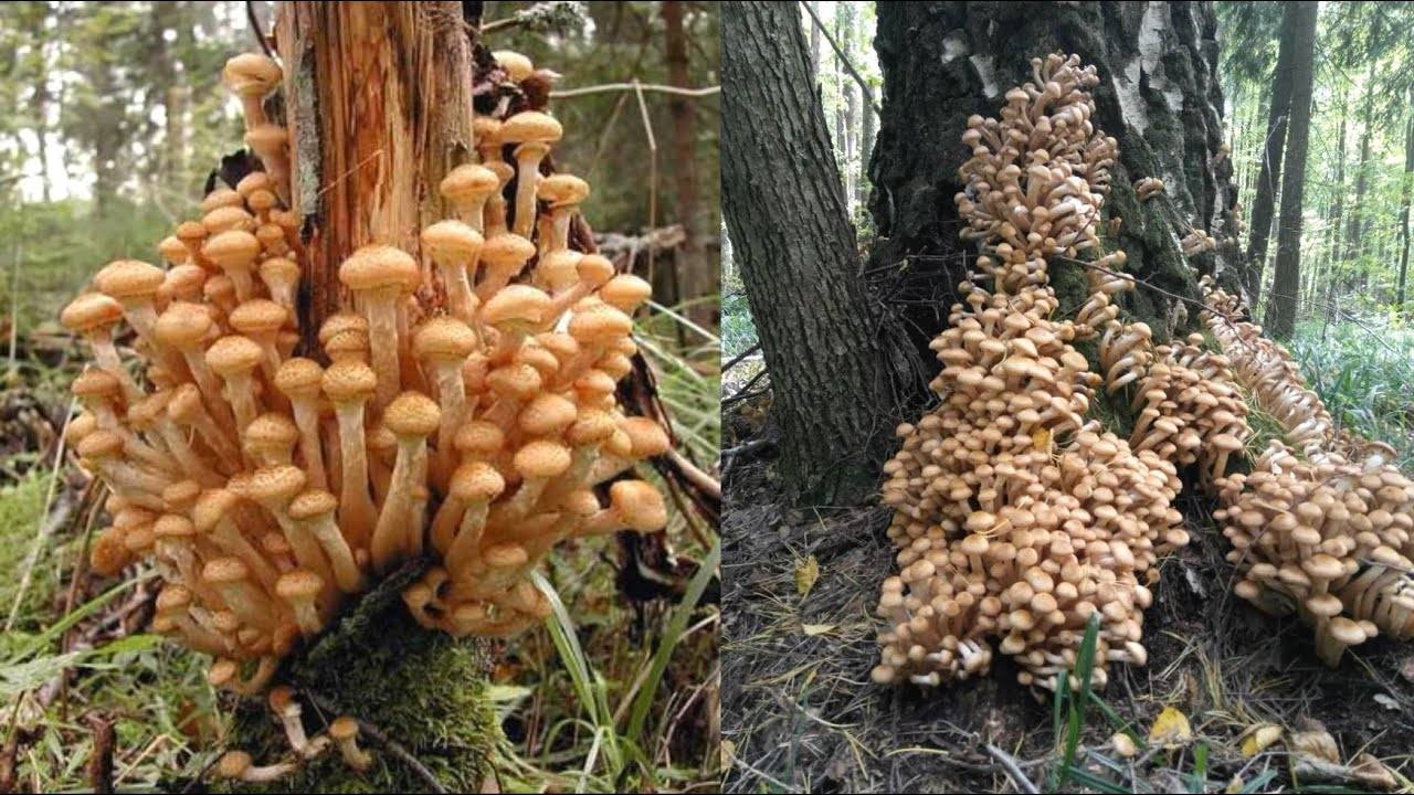 Выращивание опят (на пнях, в банке, в теплице): советы экспертов с обзором лучших методов выращивания грибов в домашних условиях