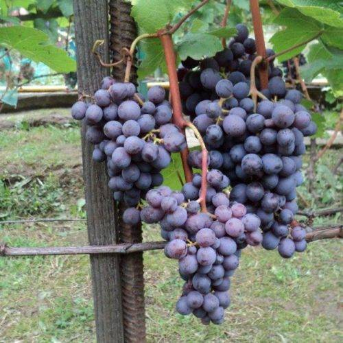 Виноград кардинал: описание сорта старой селекции, советы по выращиванию и уходу, отзывы