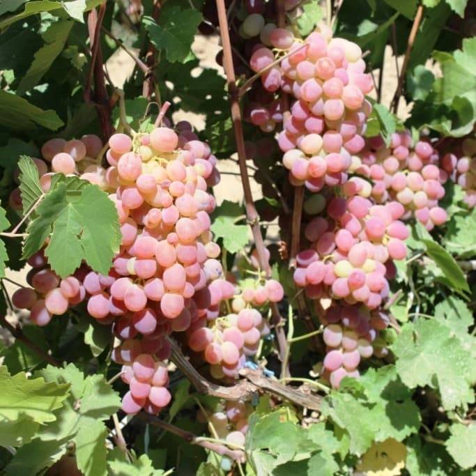 Сорт винограда минский розовый фото и описание