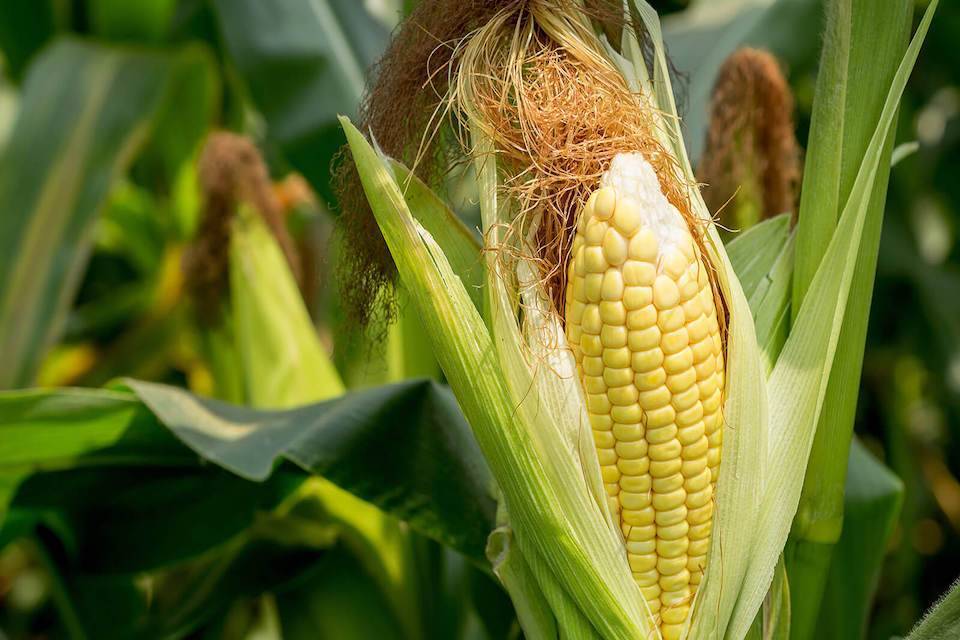 Польза и вред пророщенной кукурузы. как получить всходы в домашних условиях?