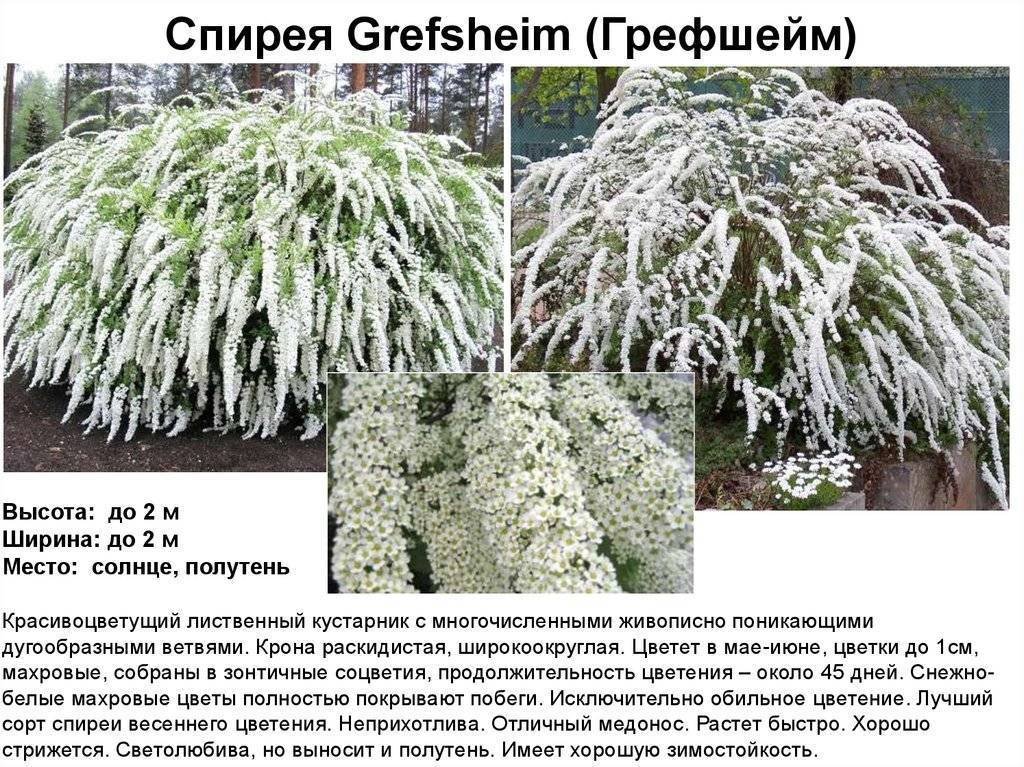 Спирея вангутта - посадка и уход, а также обрезка (фото и видео инструкция)