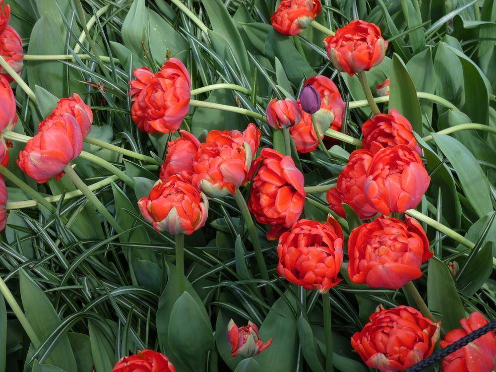 Многоцветковые тюльпаны: выращиваем правильно на supersadovnik.ru