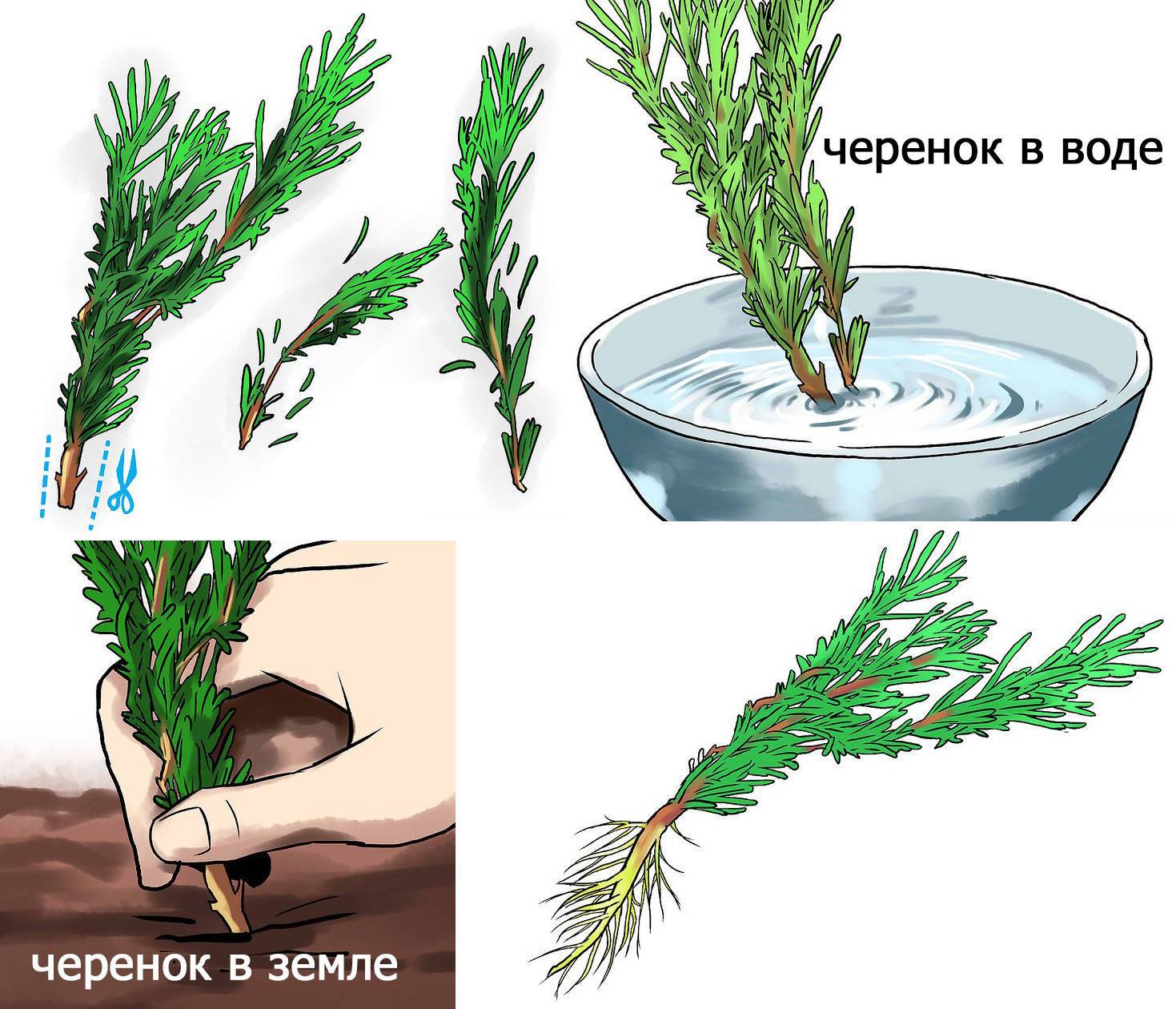 Схема обрезки голубой ели
