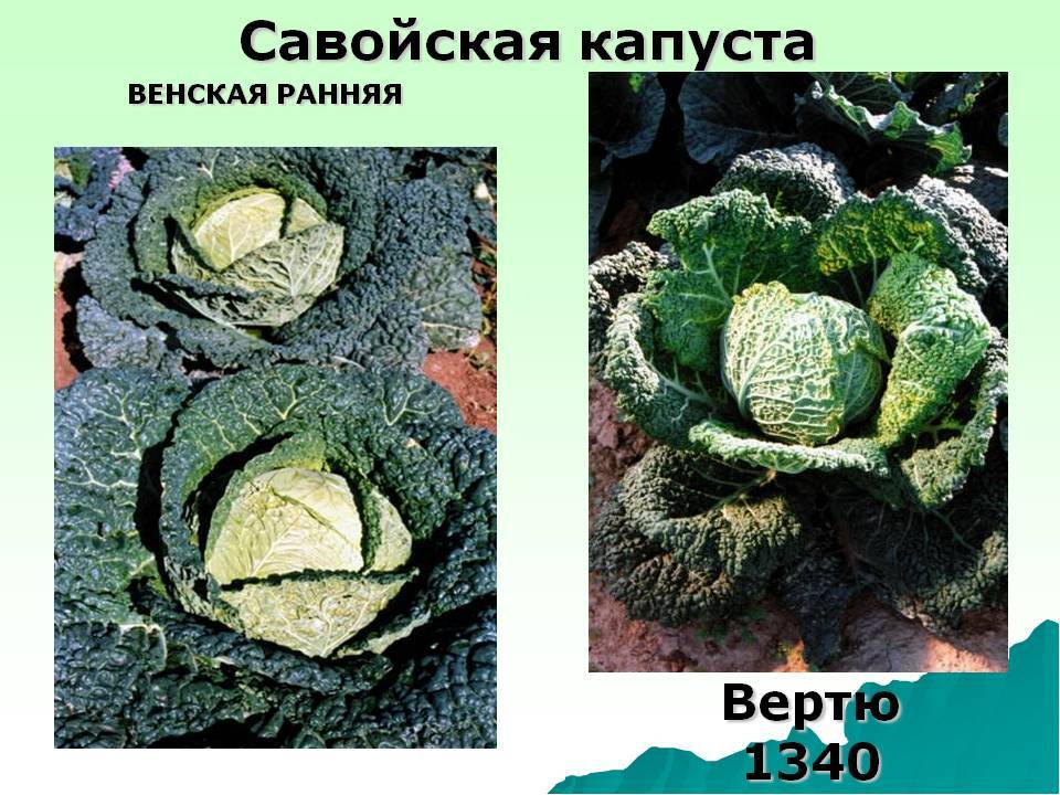 Лучшие сорта савойской капусты