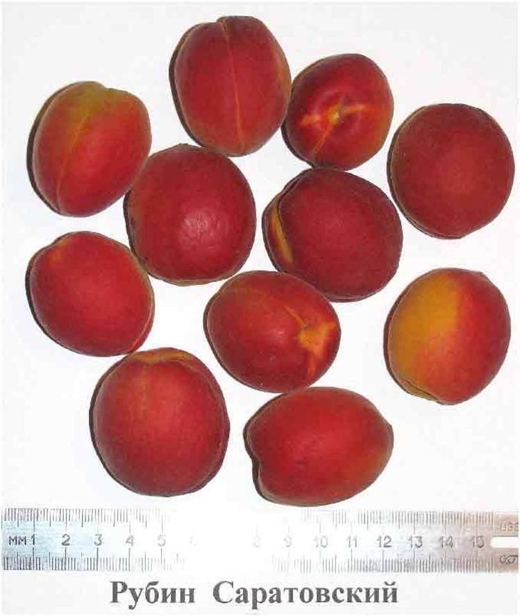 Особенности сорта абрикоса «саратовский рубин»