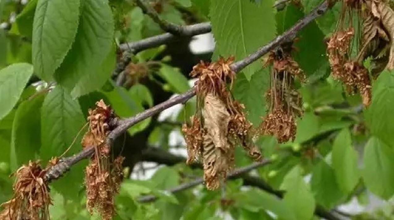 Почему засыхает вишня и ягоды на дереве, что делать, если засохла