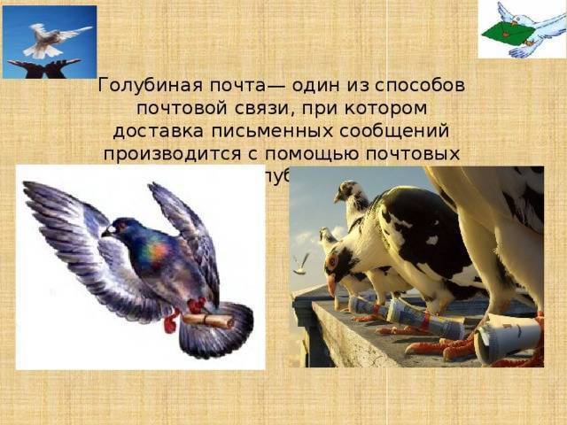 Голубиная почта: как работает, история, как определяют куда им лететь?