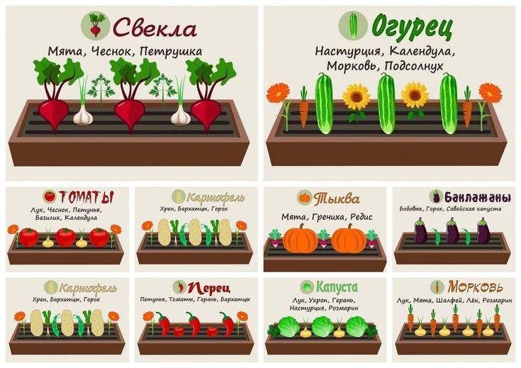 Совместимость овощей на грядках: советы огородников