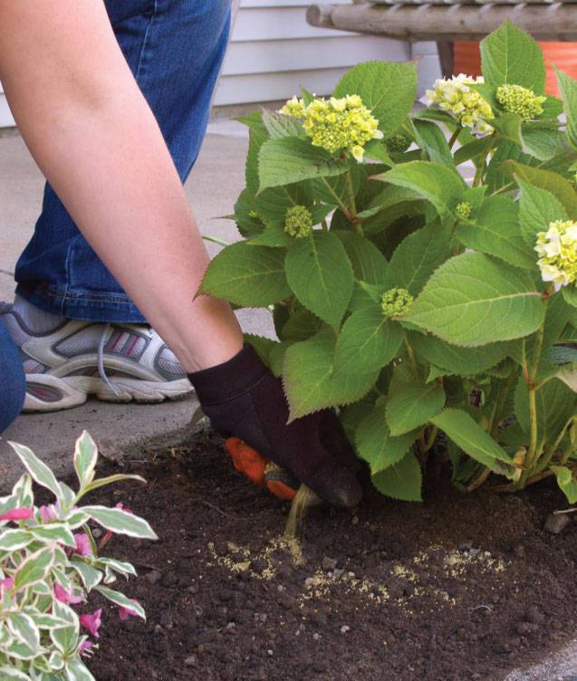 Гортензия садовая: посадка и уход в открытом грунте для новичков фото когда сажать