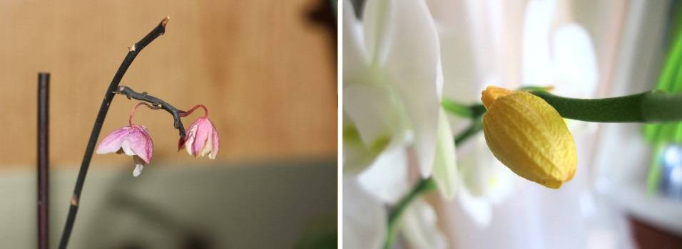 Цветки орхидеи сохнут и цветы опадают: причины, почему бутоны вянут, а также рекомендации, как реанимировать растение в домашних условиях