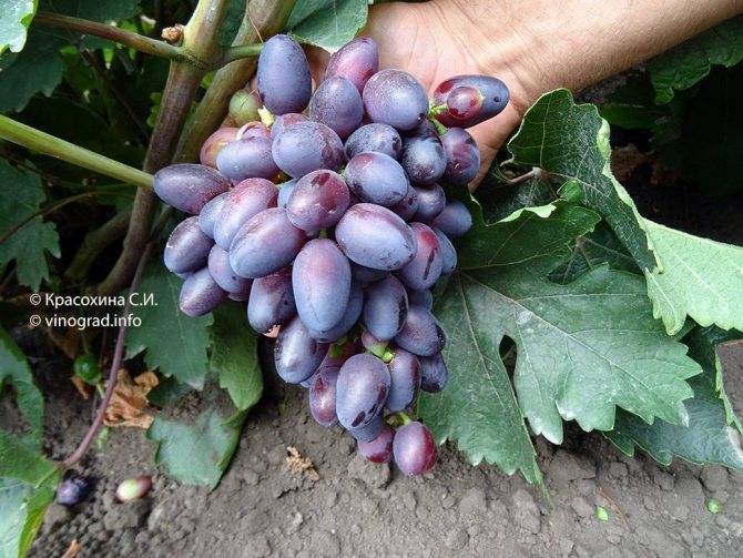 Всё о сорте винограда «красотка» — от особенностей выращивания до фото и отзывов о нем