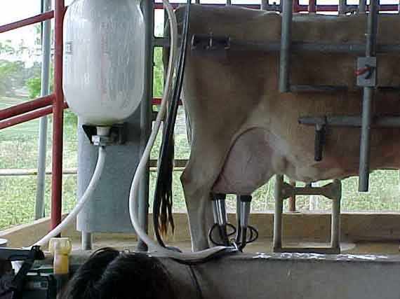 Доильный аппарат оборудование для дойки коров в домашних условиях