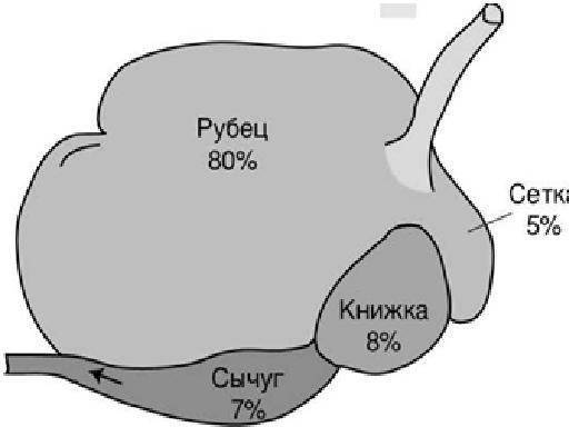 Рубец и сычуг. Рубец сычуг книжка сетка у животных. Многокамерный желудок коровы.