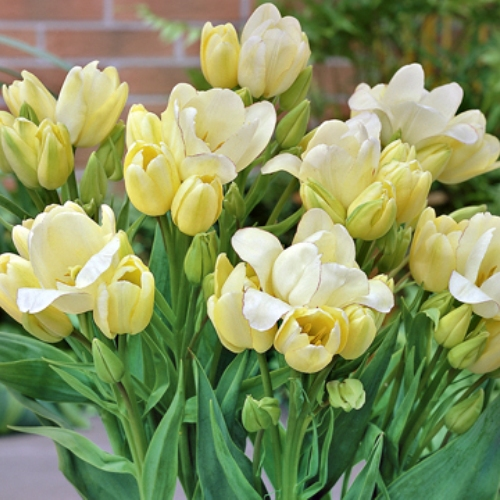 Многоцветковые кустовые тюльпаны: фото и описание