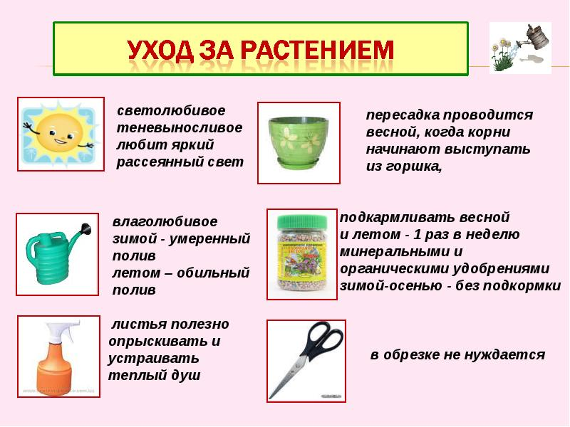 Рисунок предметы для ухода за комнатными растениями