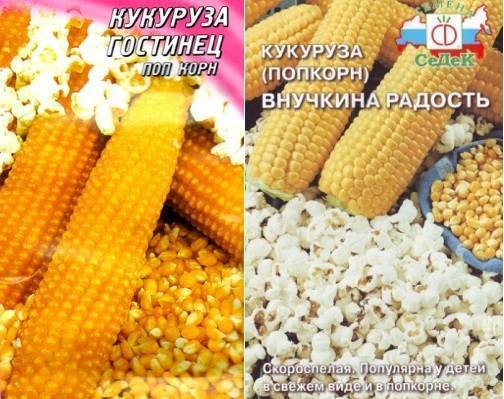 Можно ли из обычной кукурузы сделать попкорн. питательная ценность