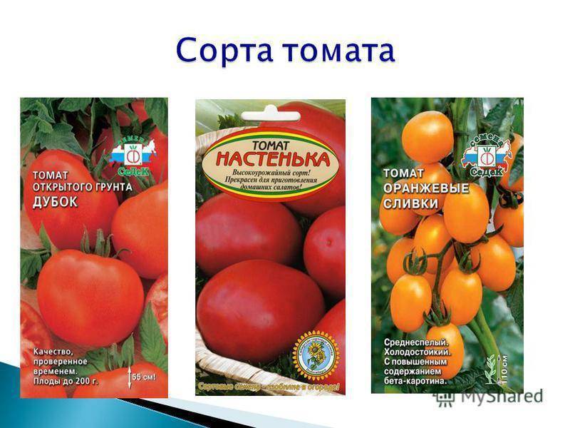 Низкорослый томат настенька: характеристика и отзывы