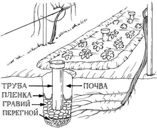 Как часто нужно поливать виноград, чтоб лоза хорошо развивалась и дала хороший урожай