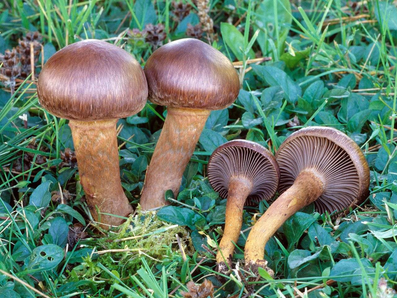 Рецепт маринованные грибы мокруха пурпуровая. мокруха – полная характеристика гриба. запеканка из мокрух и картошки