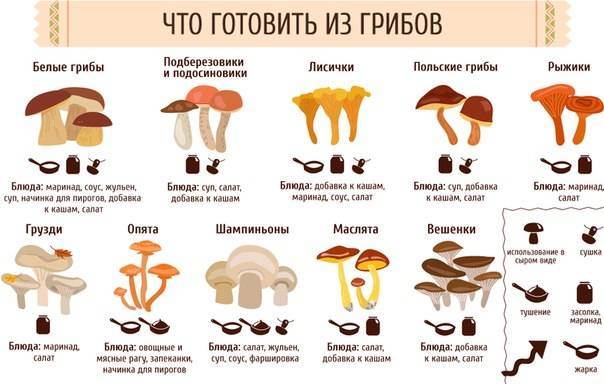 Почему детям нельзя грибы, можно ли детям грибы в принципе