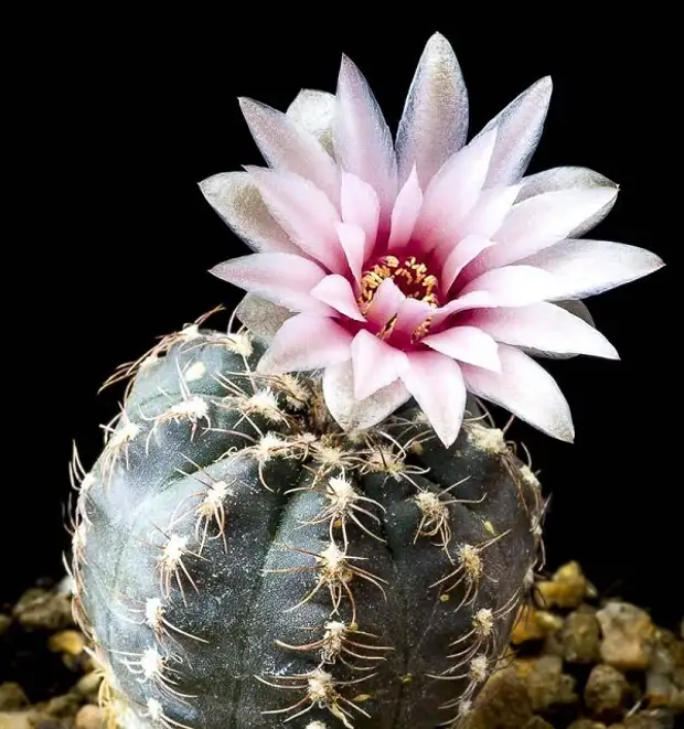 Гимнокалициум. Кактус Гимнокалициум. Гимнокалициум Андре. Gymnocalycium parvulum VG 303. Кактус Гимнокалициум цветет.