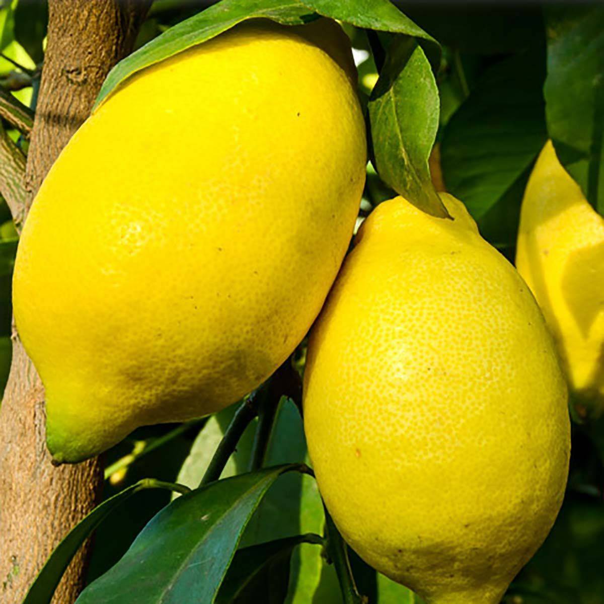 Описание лимона сорта лунарио и особенности ухода в домашних условиях