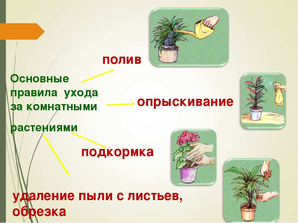 Схема по уходу за комнатными растениями в детском саду в картинках