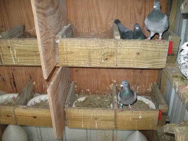 Гнезда для голубей: как сделать своими руками
