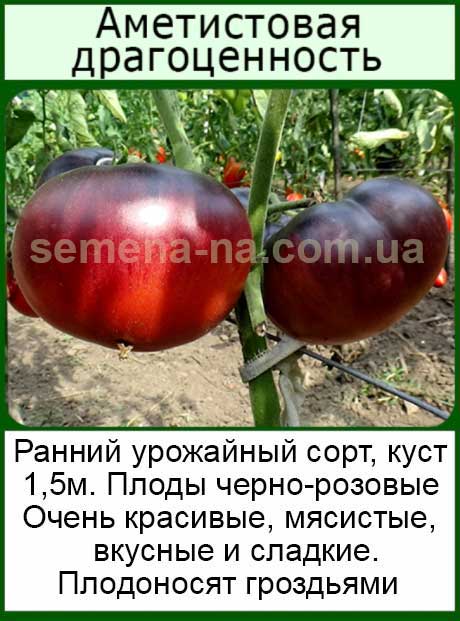 Особенности выращивания помидоров Аметистовая драгоценность