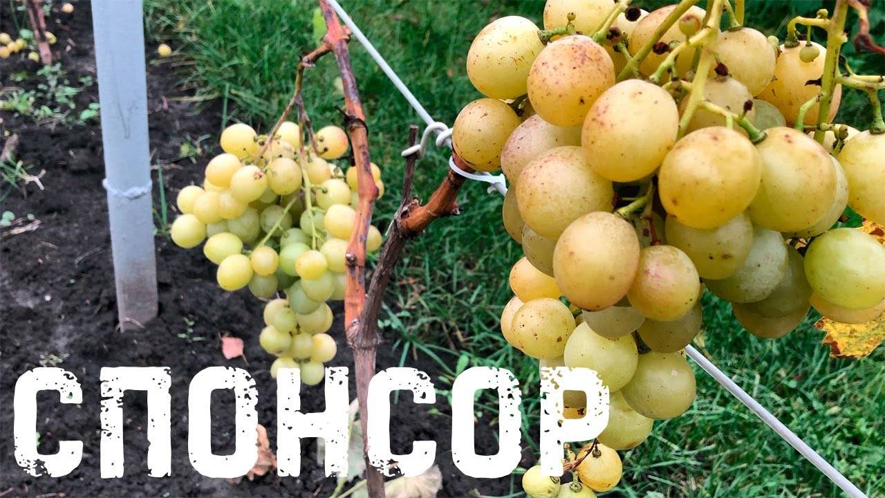 Виноград спонсор описание сорта фото отзывы. виноград «спонсор»