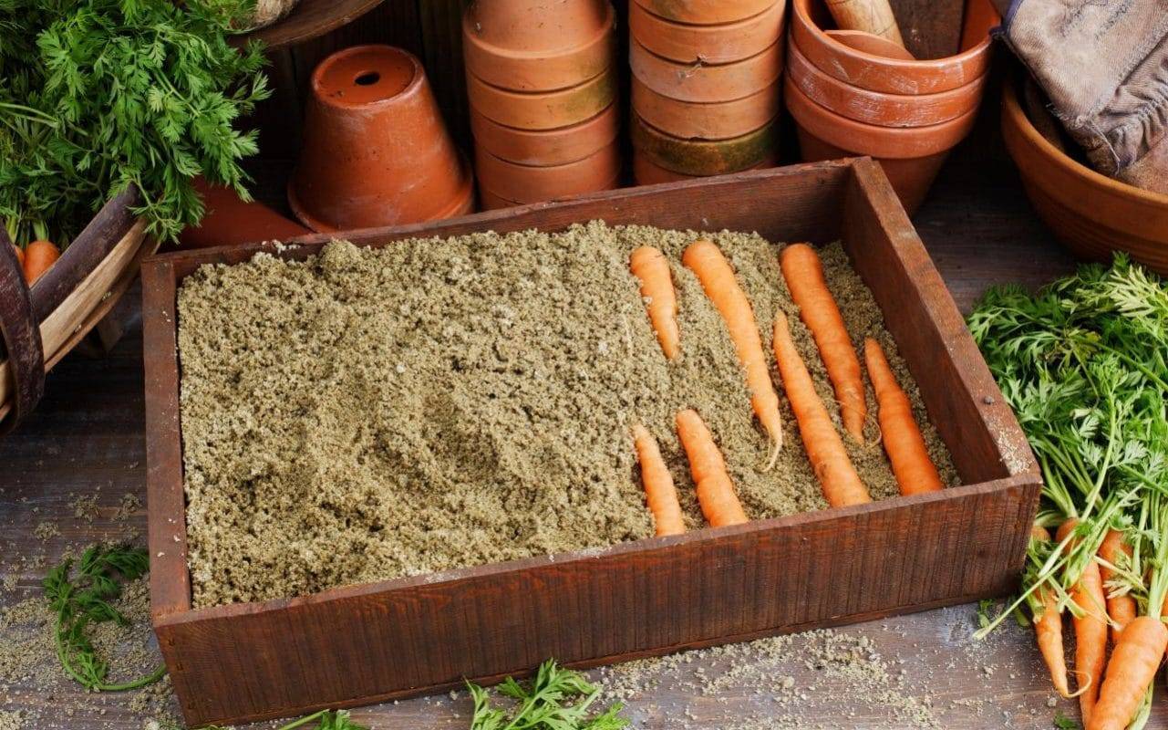 Как сушить морковь в домашних условиях на зиму: 7 лучших способов
