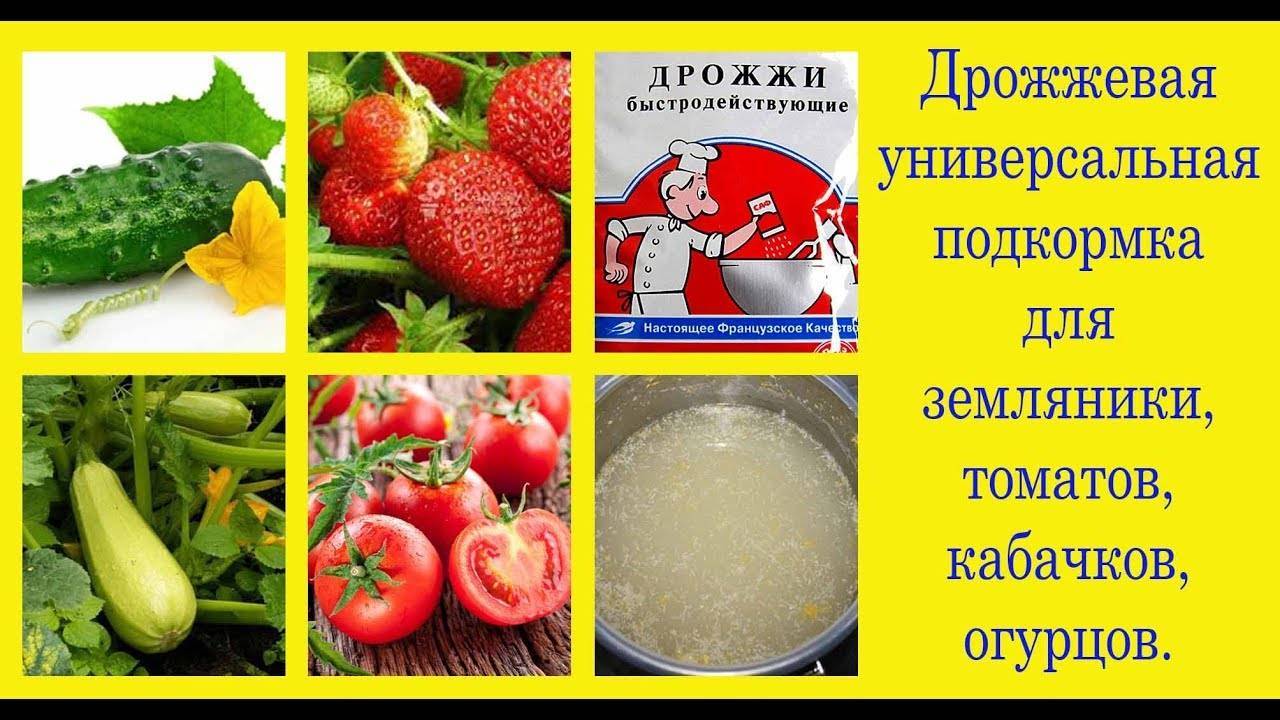 Подкормка дрожжами томатов и огурцов: рецепт и правила применения, отзывы