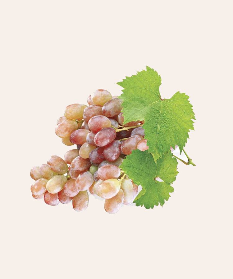 Виноград тайфи (белый и розовый): описание сорта, особенности выращивания, фото и отзывы