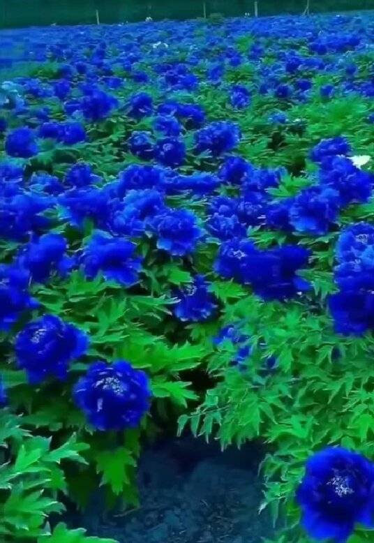 Синие цветы: какие растения можно посадить в синий цветник? топ-25 цветов синего цвета