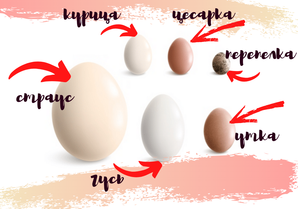 Как отличить яйца