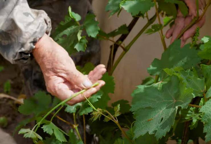 Когда прищипывать и пасынковать виноград летом чтобы созрела лоза и как правильно и нужна ли чеканка