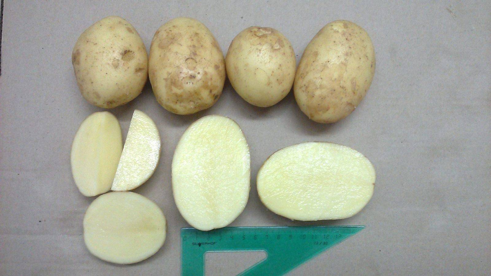 Картофель агата: описание сорта, фото, отзывы, урожайность, уход