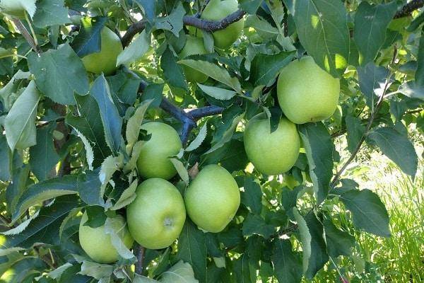 Яблоня макинтош: отзывы, выращивание, описание, фото, опылители