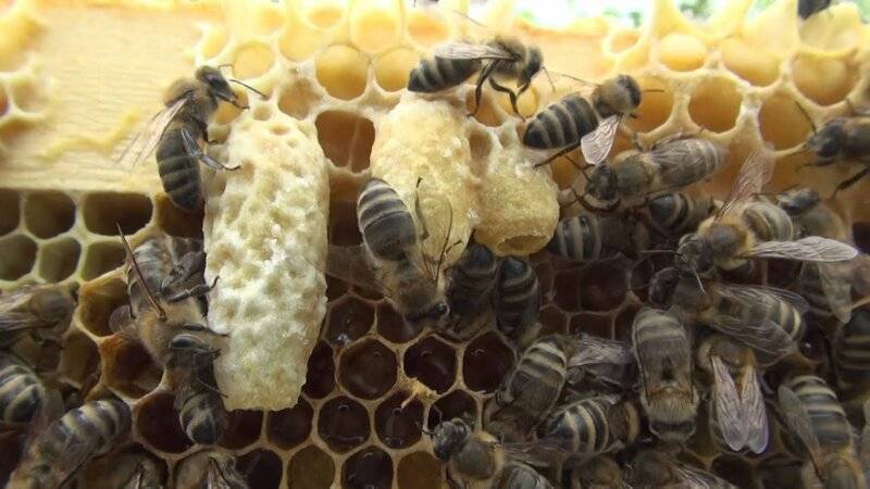 Вывод пчелиной матки – методы улучшения пчеломаток — медовая биржа