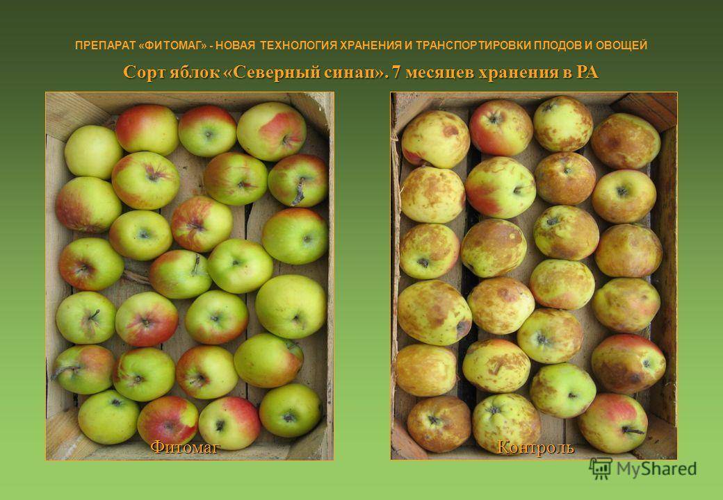 Характеристики и описание крымских сортов яблок синап орловский, кандиль и горный