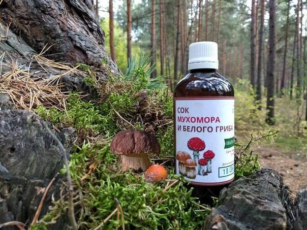 Спиртовая настойка мухомора: от чего помогает, каике болезни лечит, применение в народной медицине || настойка мухомора на спирту при онкологии