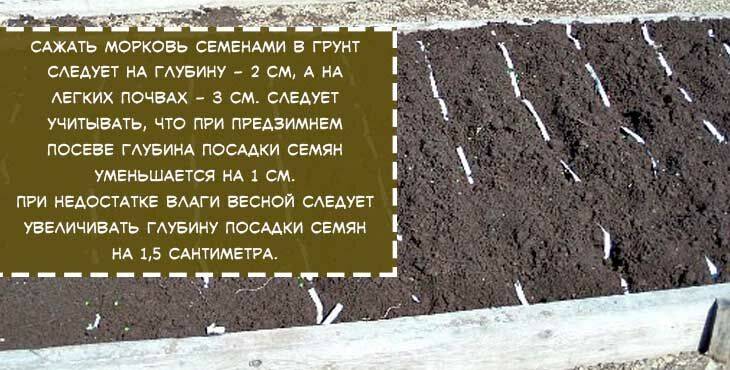 Схема посева семян моркови - 84 фото