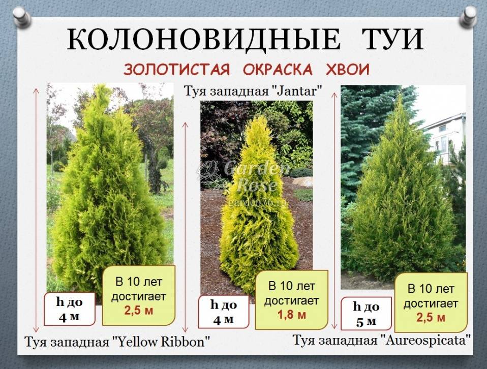 Туя западная смарагд: описание сортов с фото, посадка и уход, размножение, обрезка