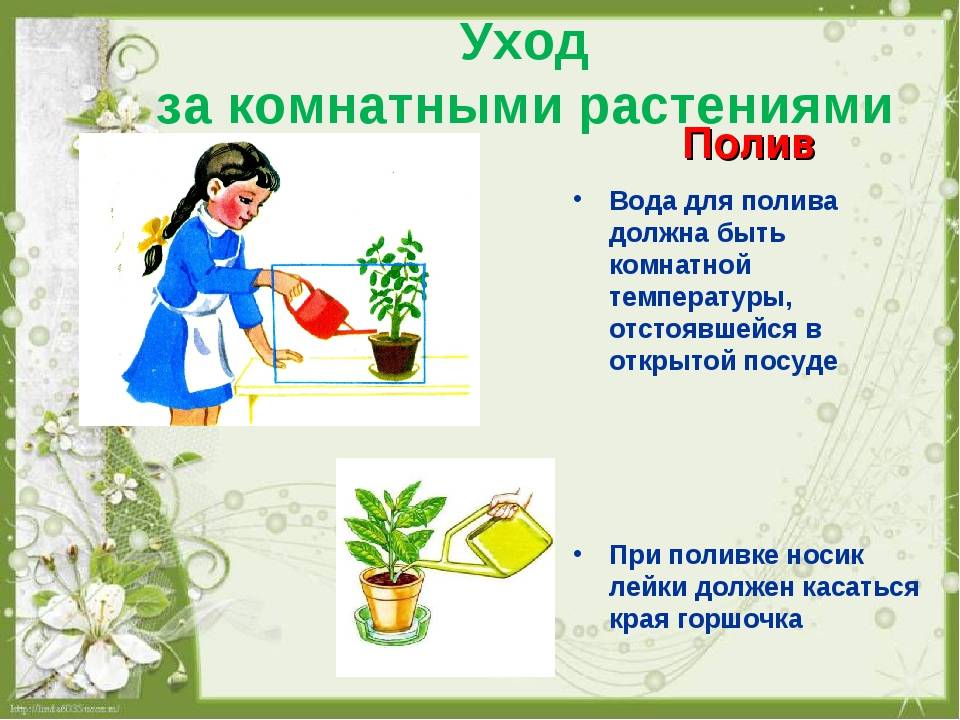 Схема по уходу за комнатными растениями в детском саду в картинках